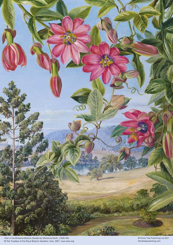 Adult Jigsaw Puzzle - View in the Brisbane Botanic Garden (500 pieces) by Marianne North - Perrymans Books & Gifts