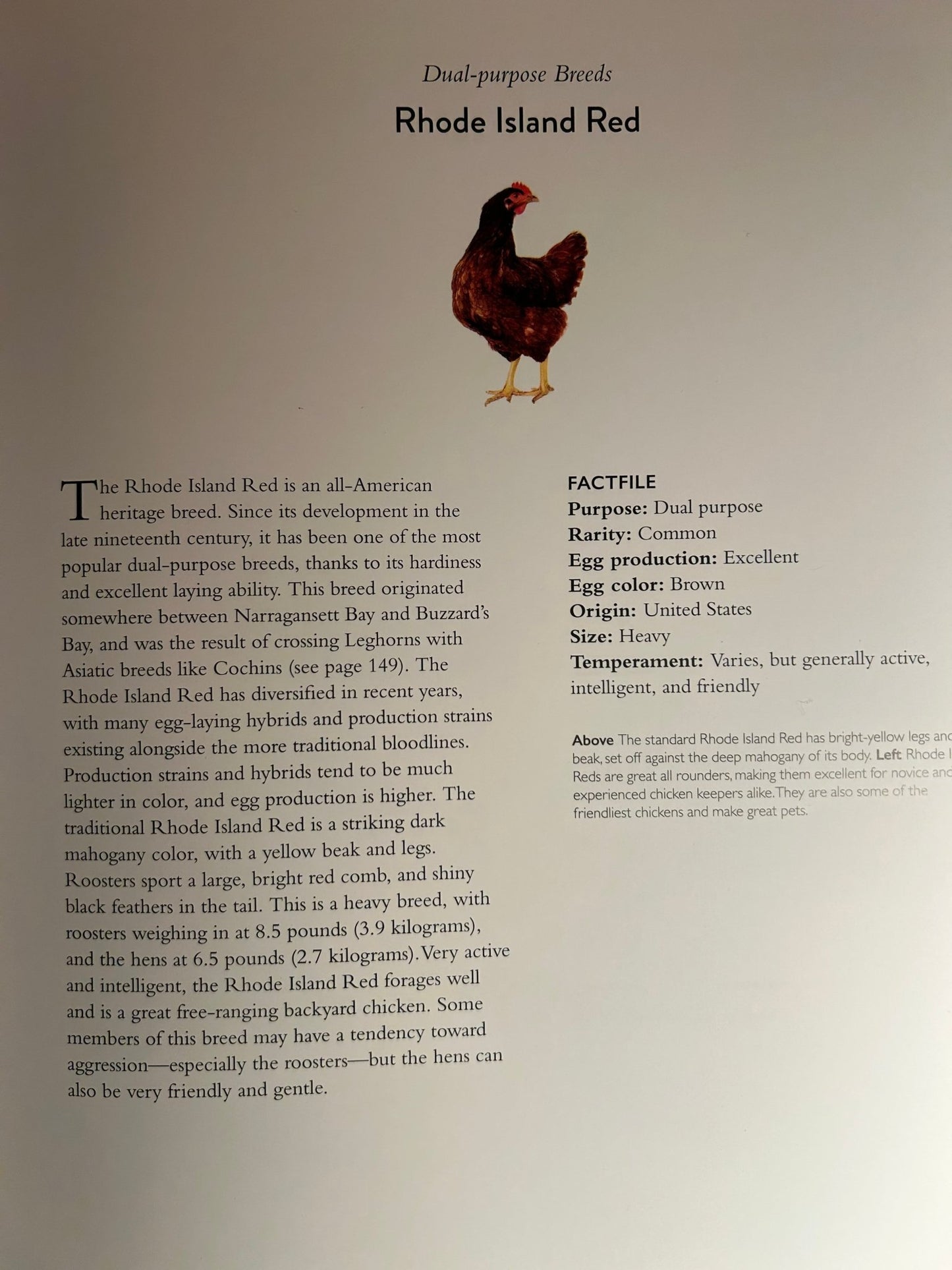 Backyard Chicken Keeper's Bible - Perrymans Books & Gifts