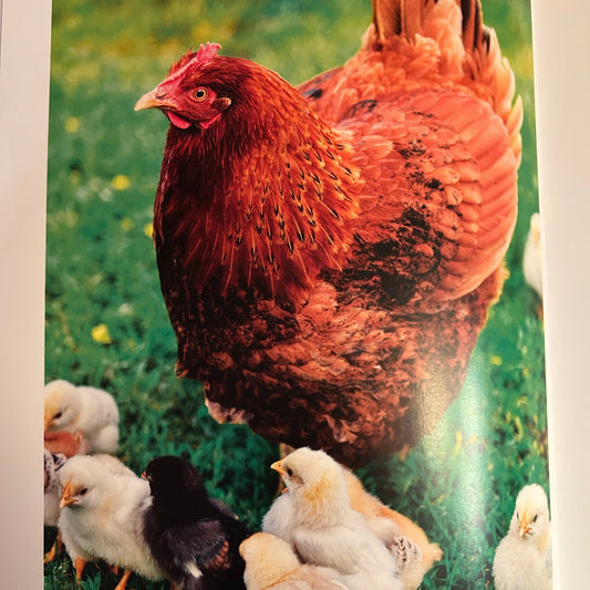 Backyard Chicken Keeper's Bible - Perrymans Books & Gifts