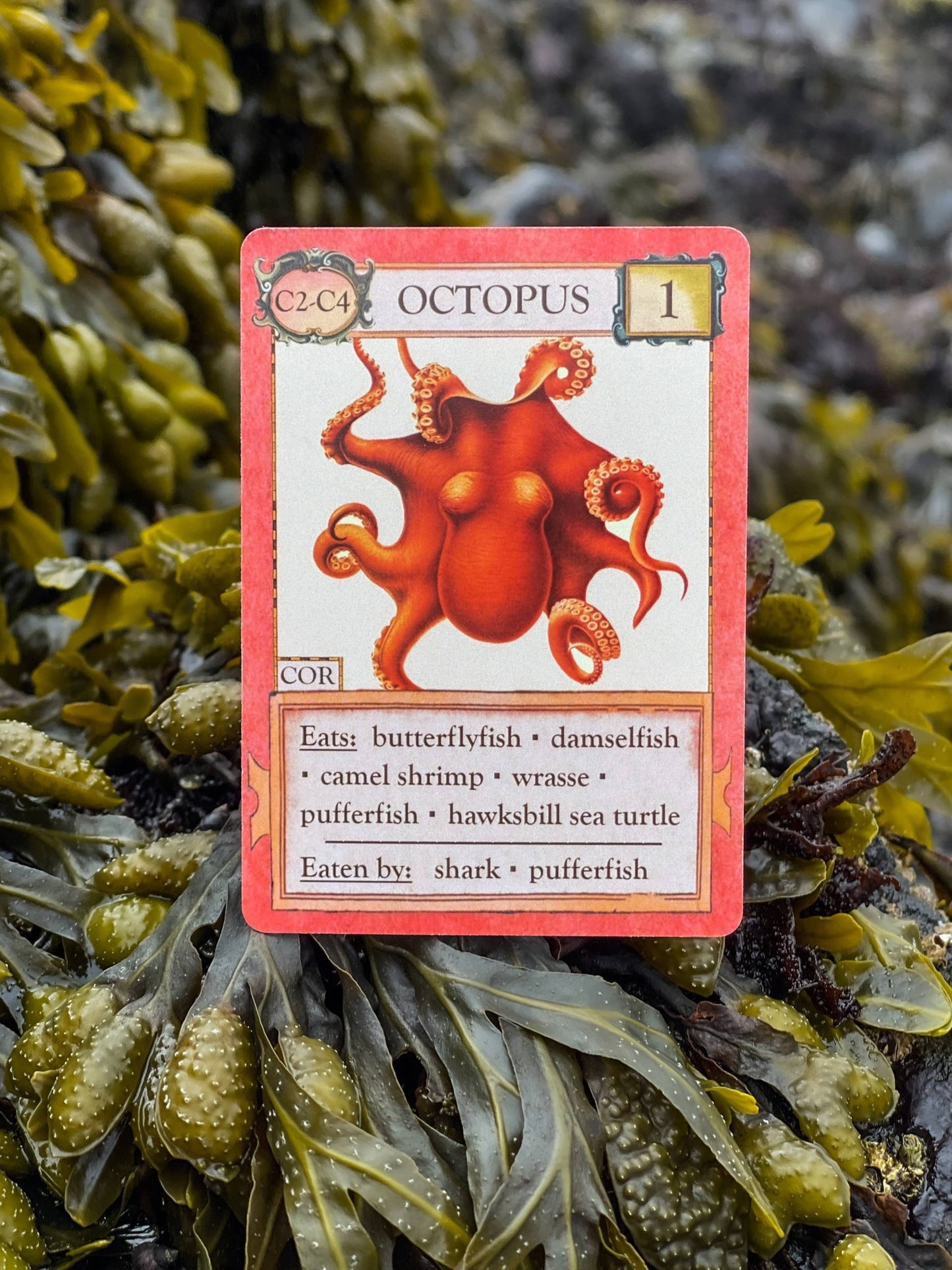 Ecologies: Hidden Habitats Card Game - Perrymans Books & Gifts