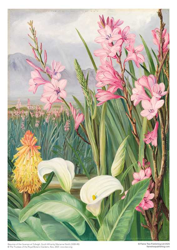 1000 Piece Puzzle - Beauties of the Swamps at Tulbagh by Marianne North - Perrymans Books & Gifts