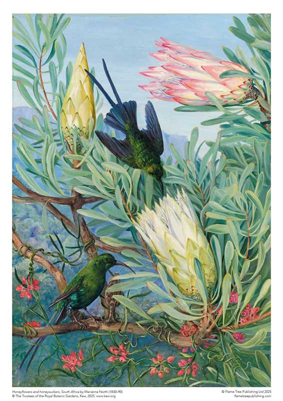 1000 Piece Puzzle - Honeyflowers and Honeysuckers by Marianne North - Perrymans Books & Gifts