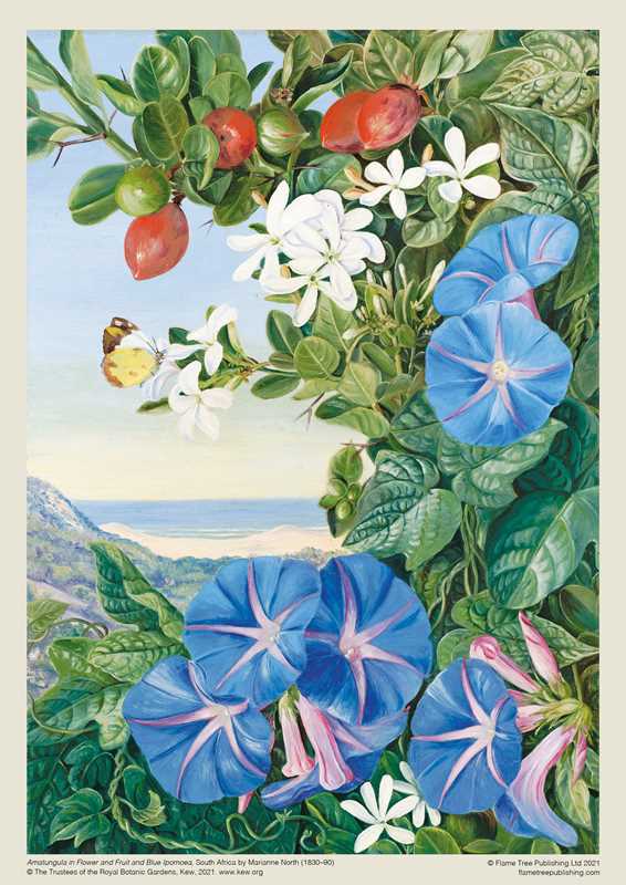 Adult Jigsaw Puzzle: Amatungula and Blue Ipomoea, South Africa by Marianne North - Perrymans Books & Gifts