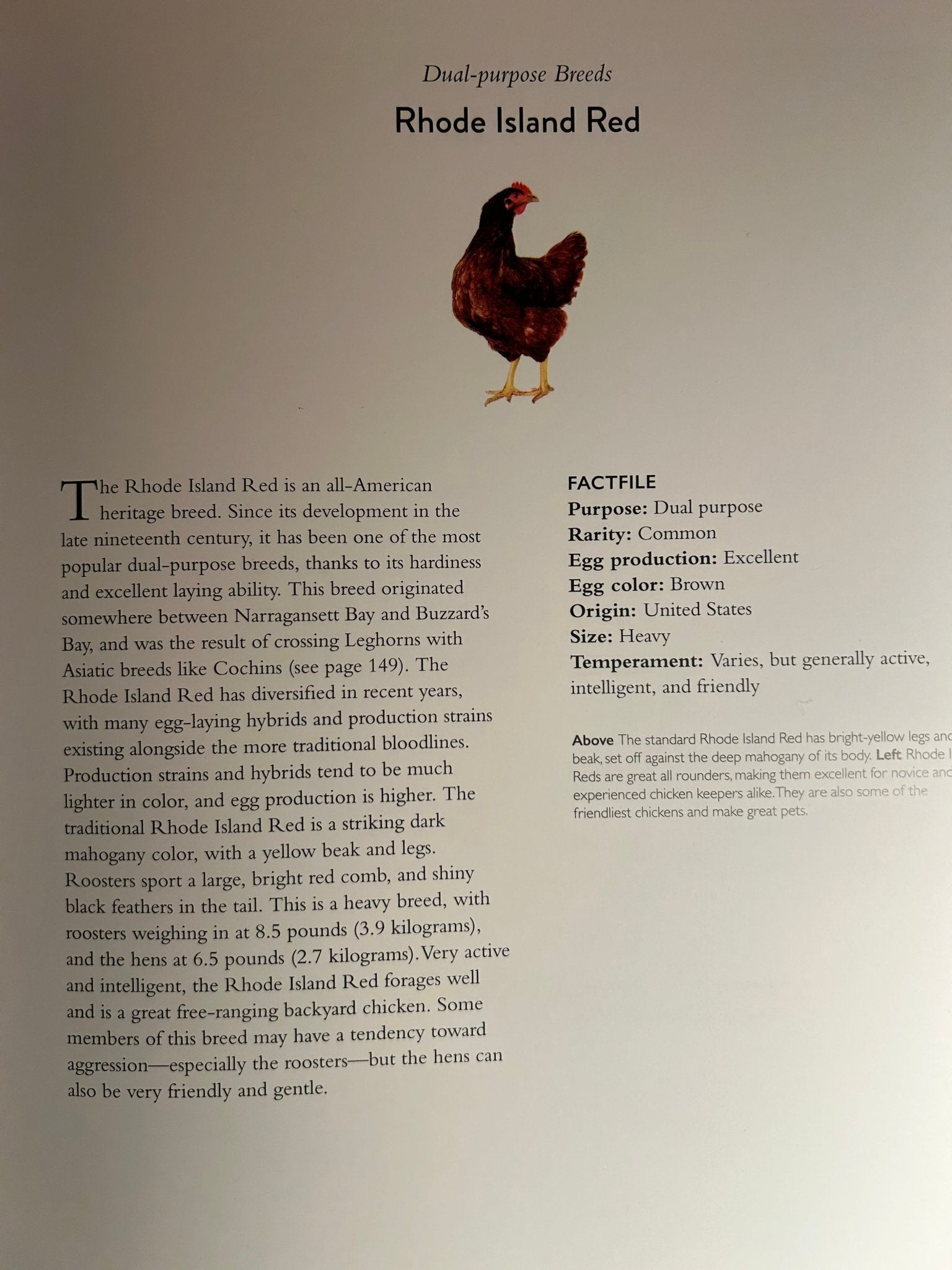 Backyard Chicken Keeper's Bible - Perrymans Books & Gifts