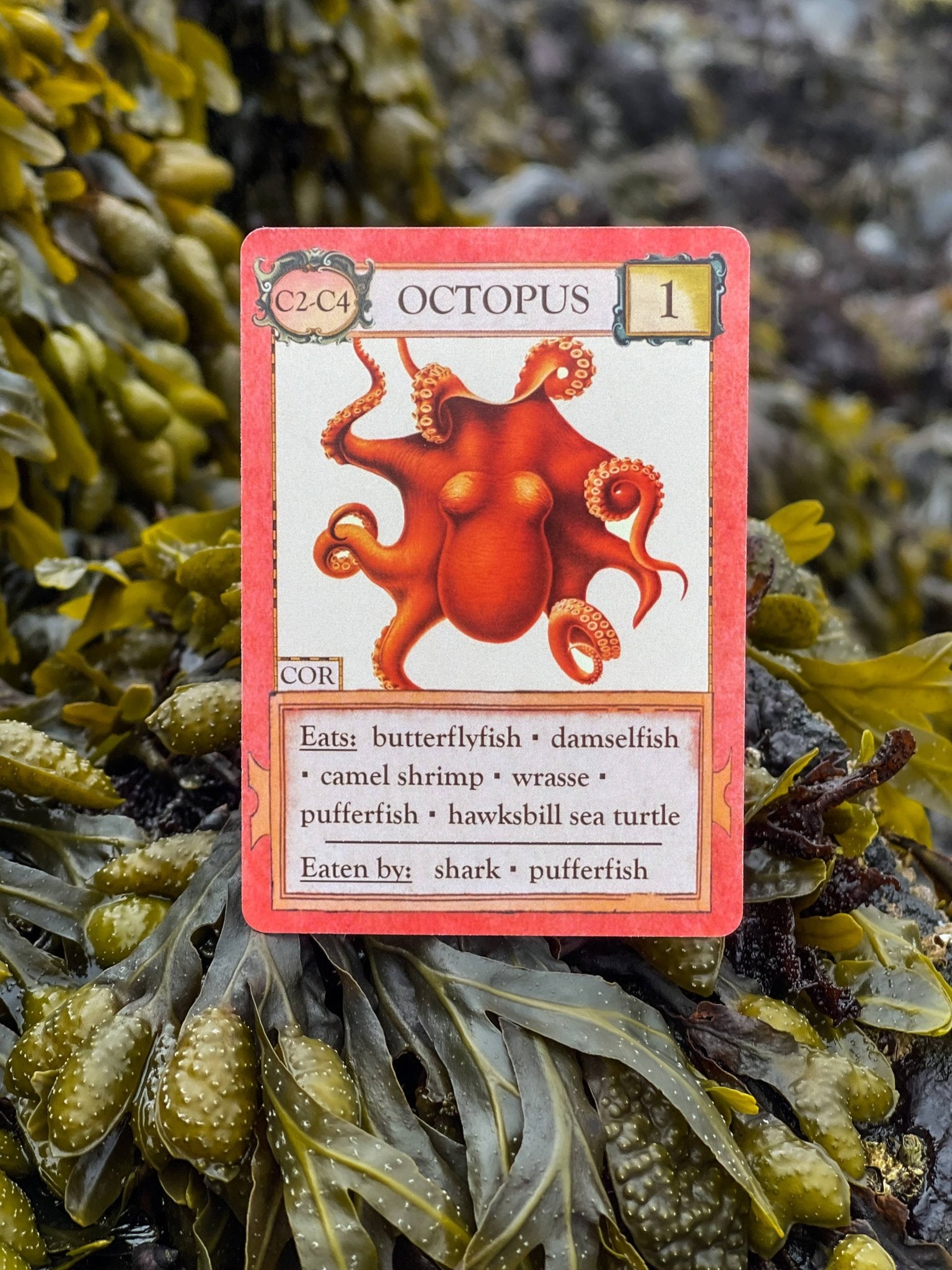 Ecologies: Hidden Habitats Card Game - Perrymans Books & Gifts