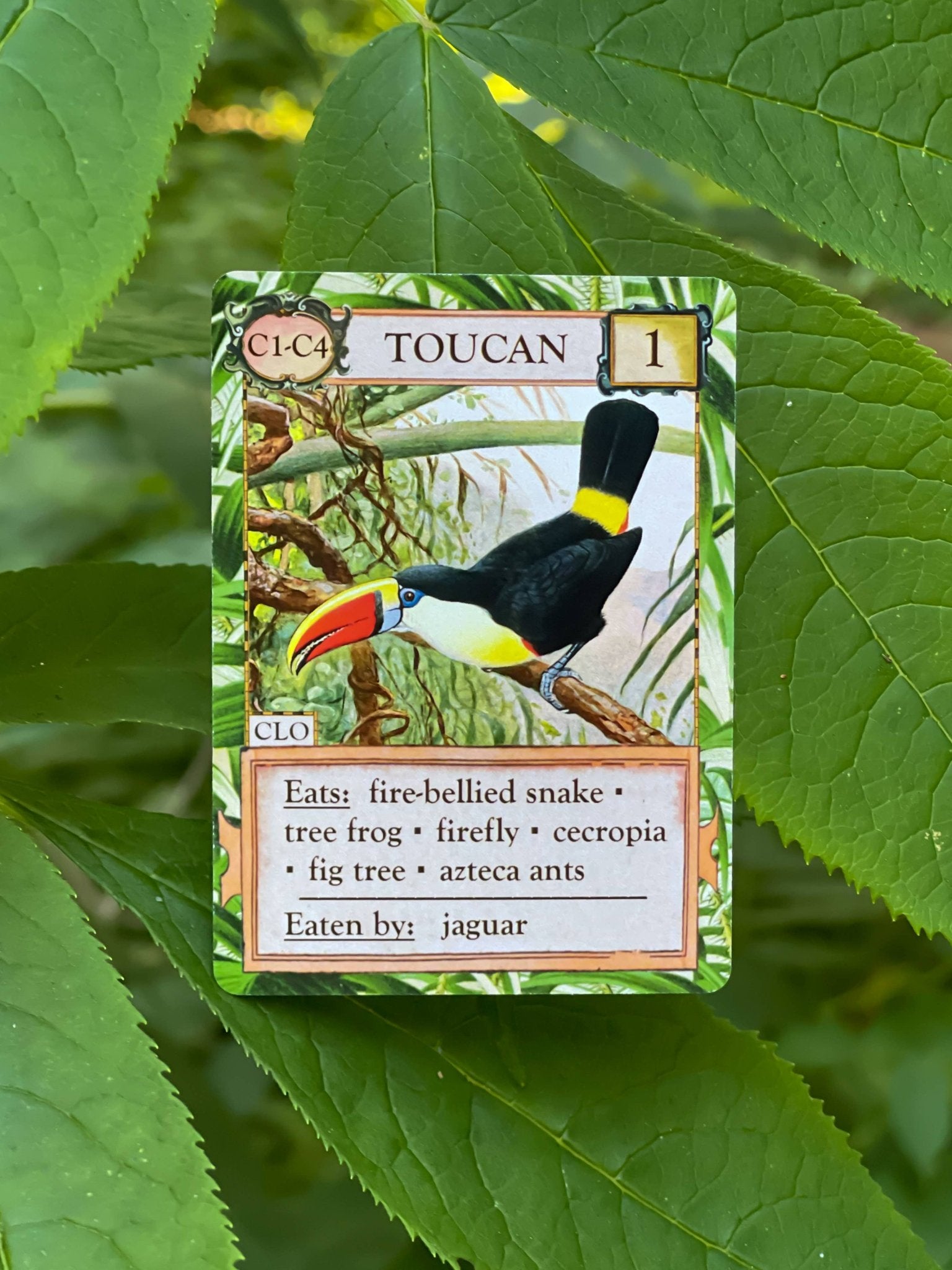 Ecologies: Hidden Habitats Card Game - Perrymans Books & Gifts