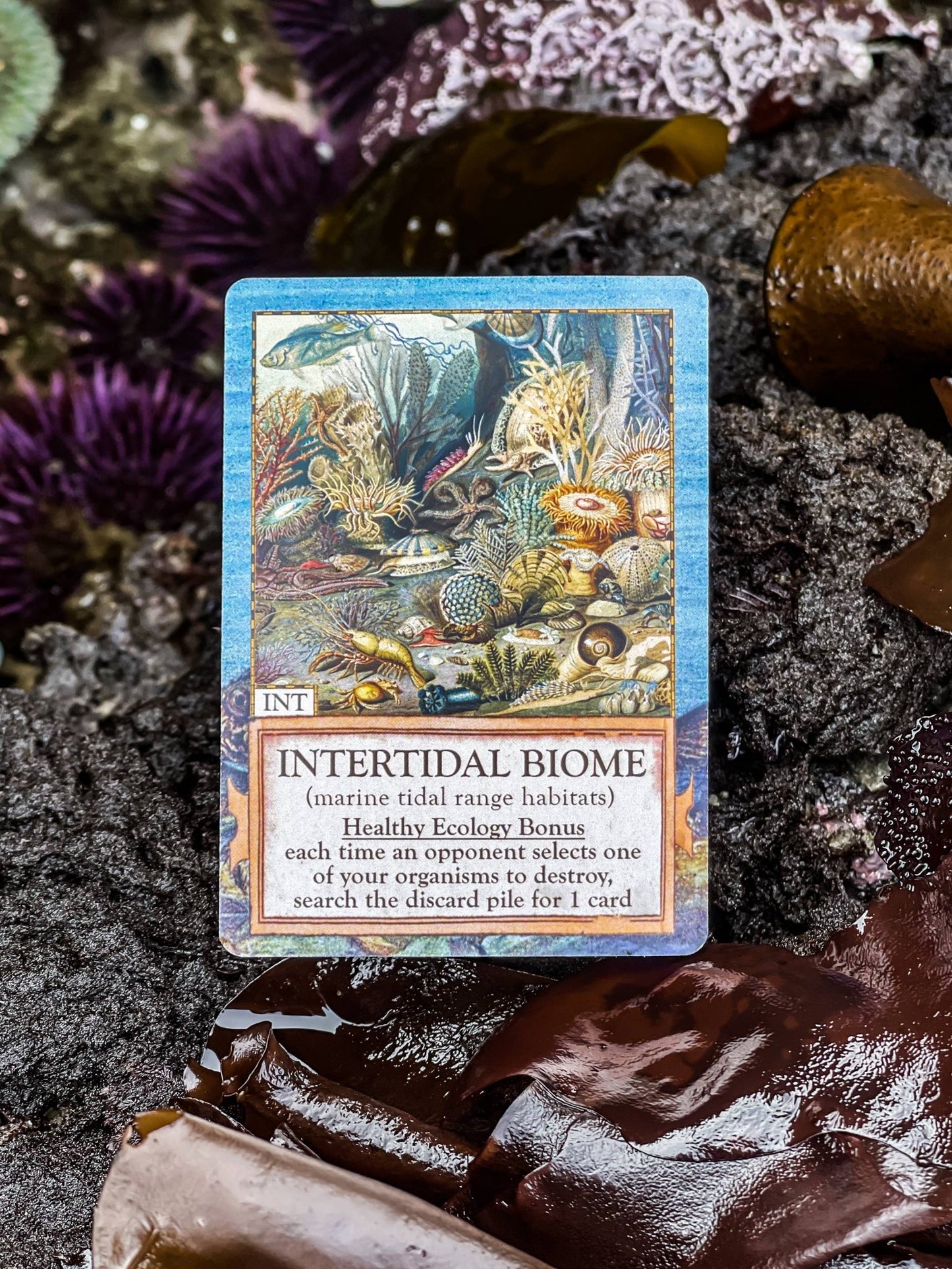 Ecologies: Hidden Habitats Card Game - Perrymans Books & Gifts