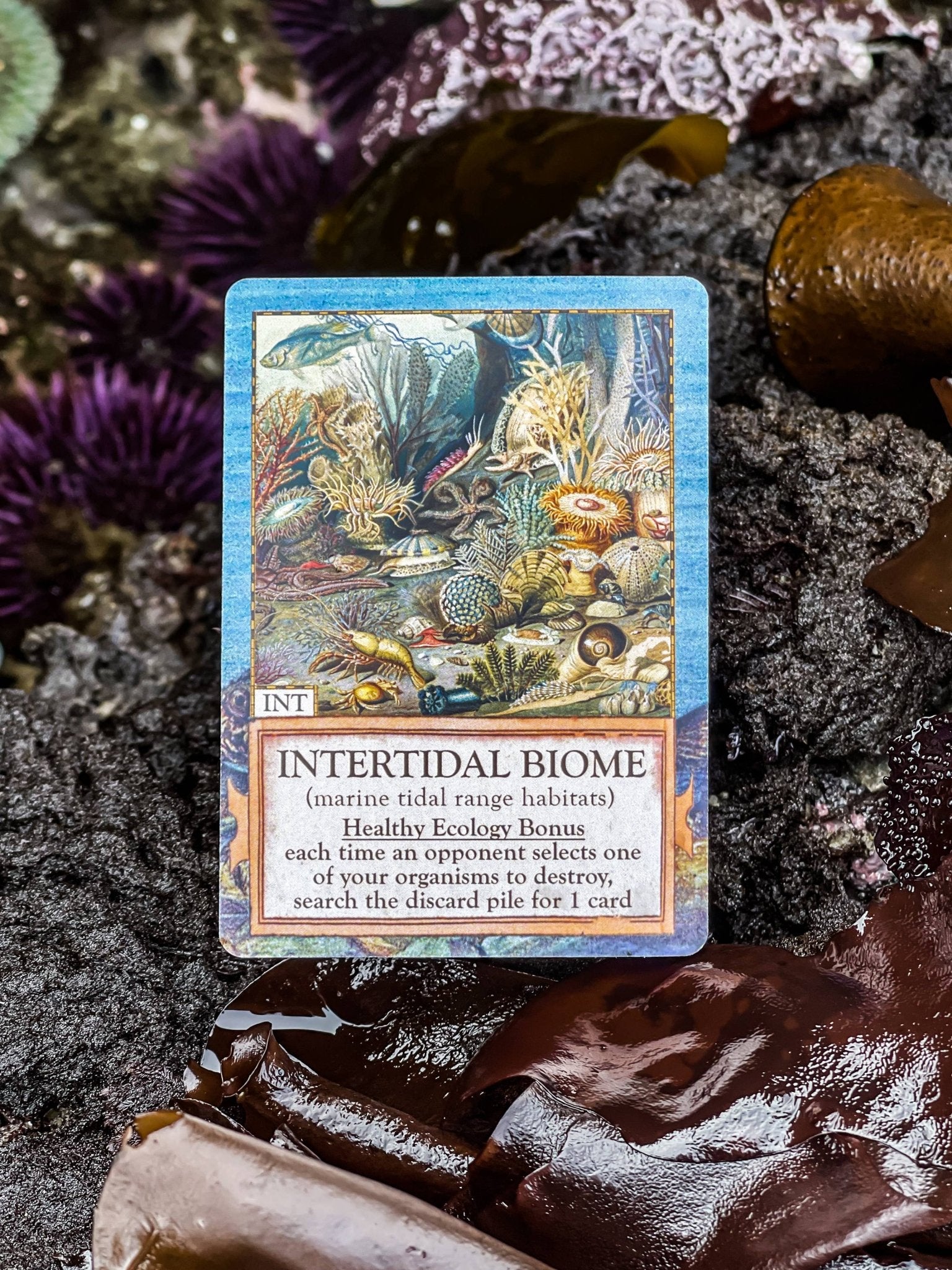 Ecologies: Hidden Habitats Card Game - Perrymans Books & Gifts
