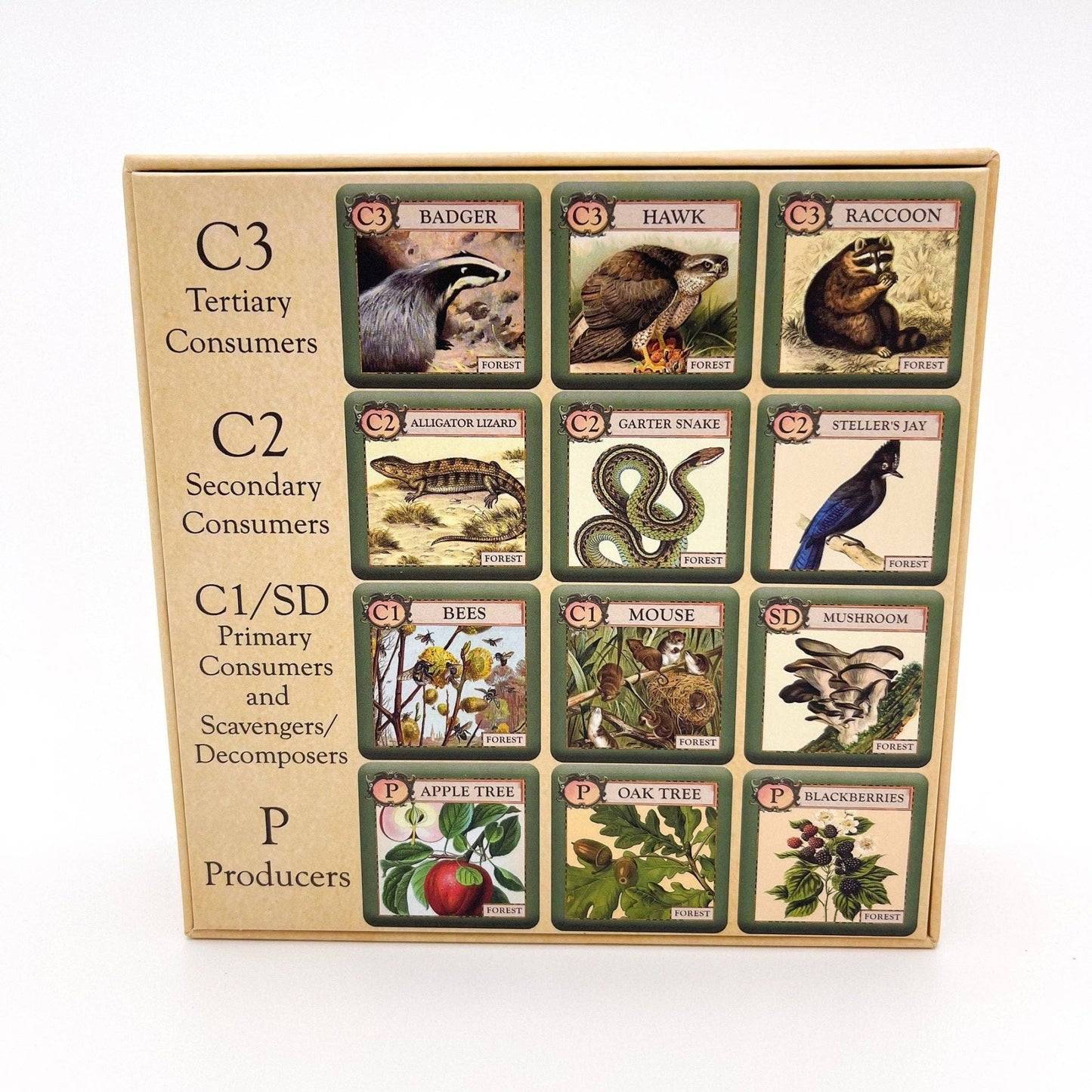 Ecologies Junior: Forest - Perrymans Books & Gifts