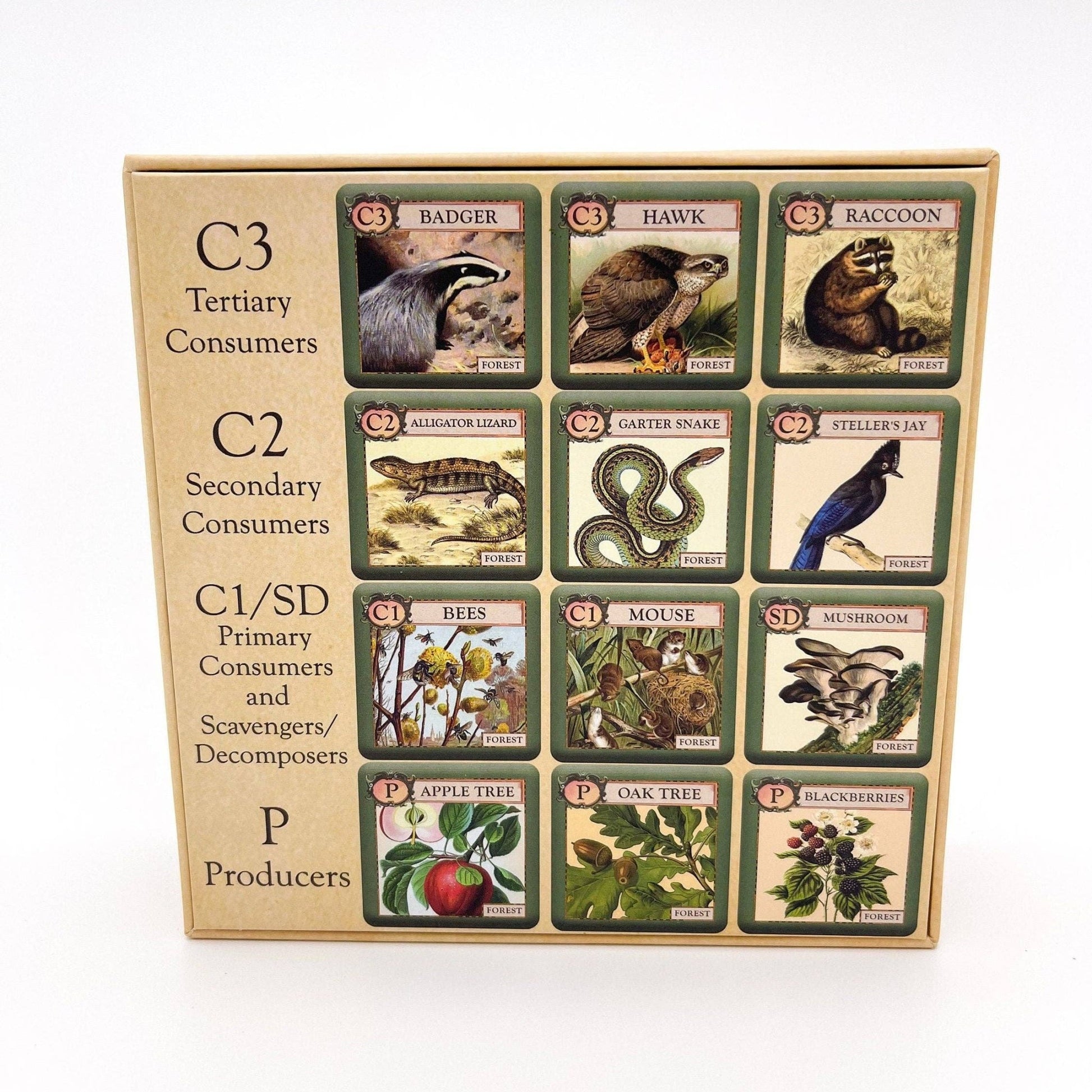 Ecologies Junior: Forest - Perrymans Books & Gifts