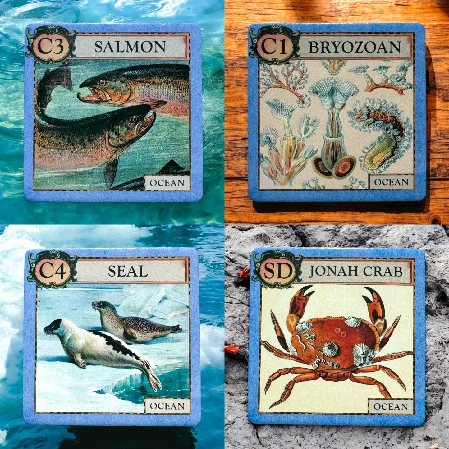 Ecologies Junior: Ocean - Perrymans Books & Gifts