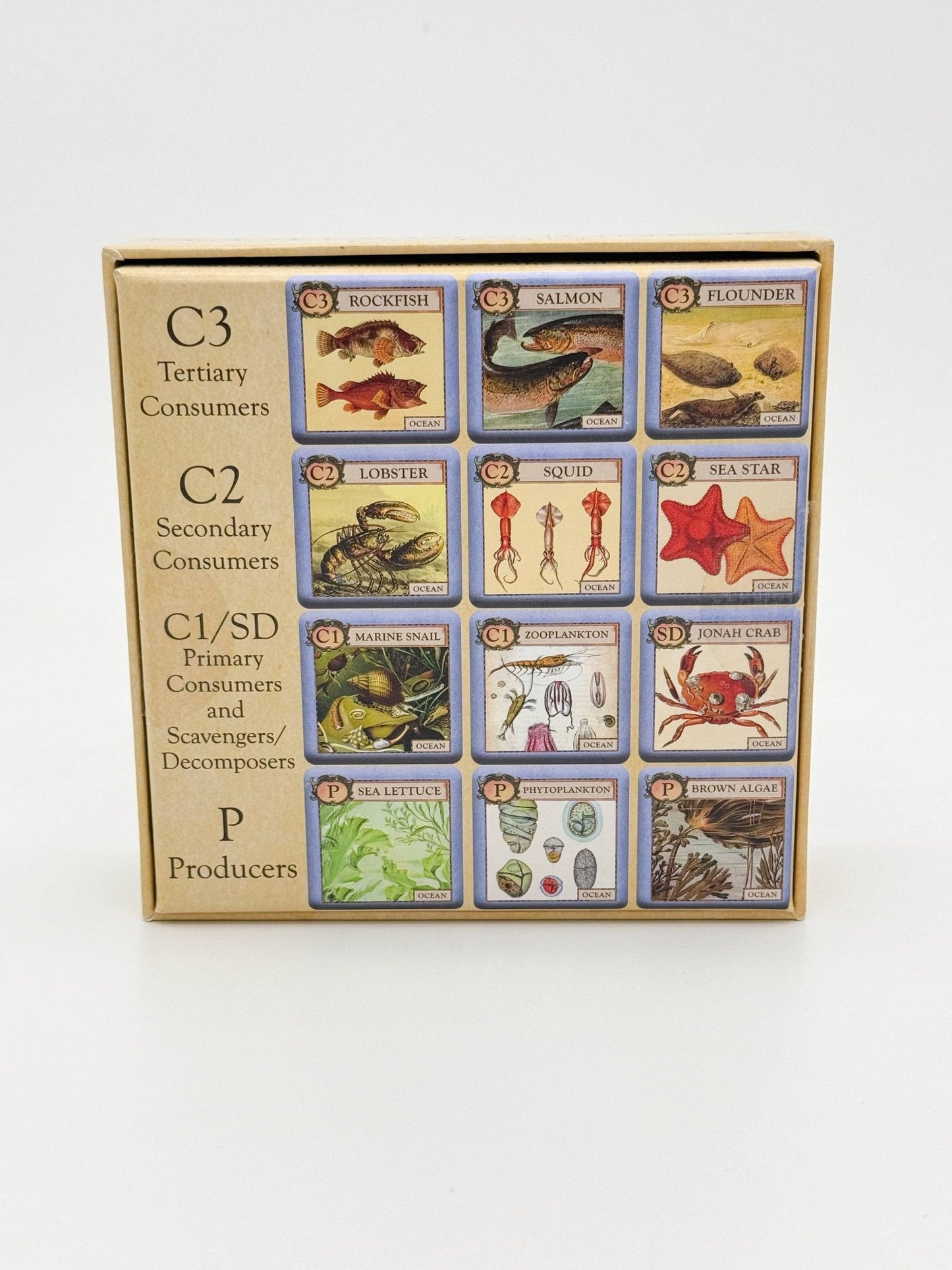 Ecologies Junior: Ocean - Perrymans Books & Gifts