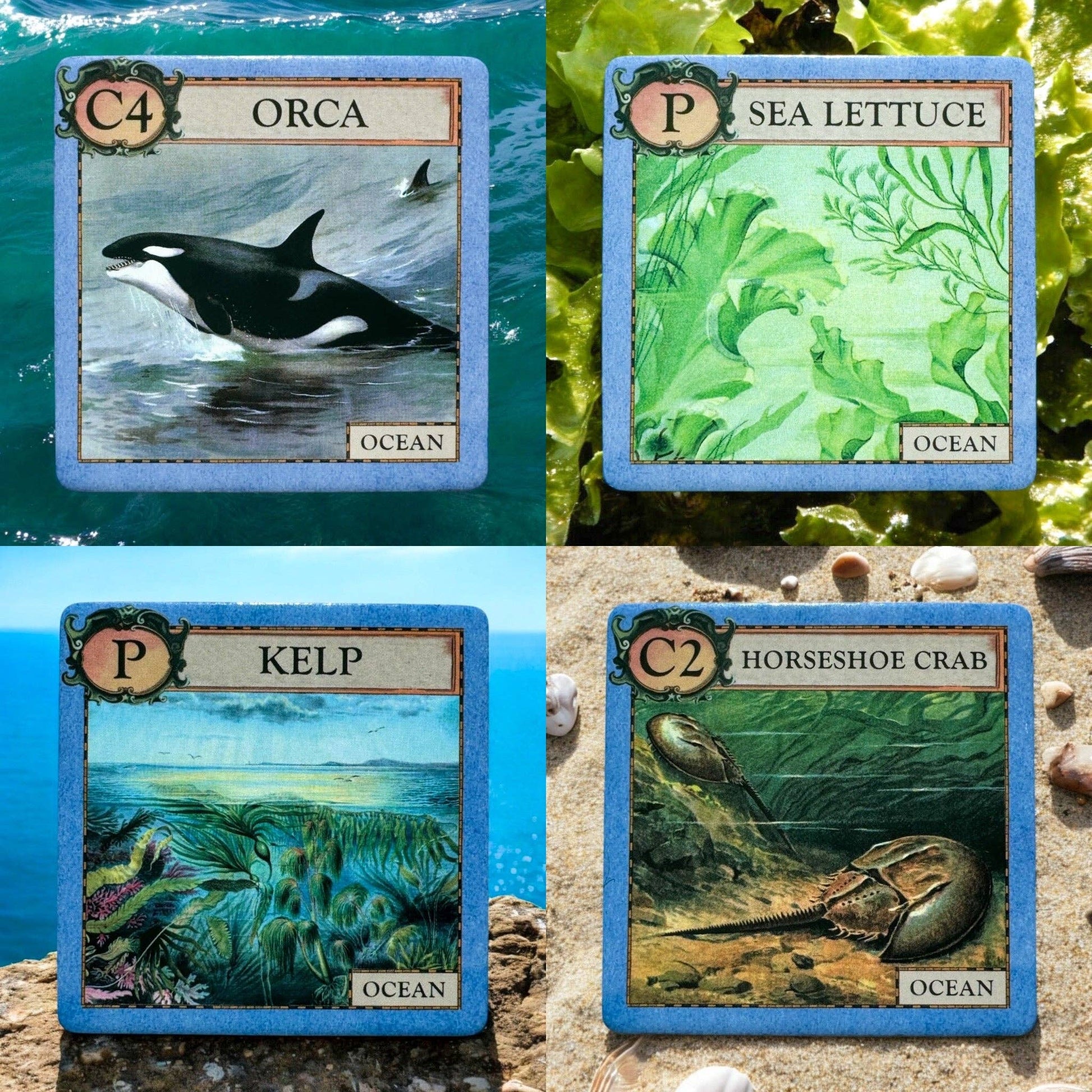 Ecologies Junior: Ocean - Perrymans Books & Gifts
